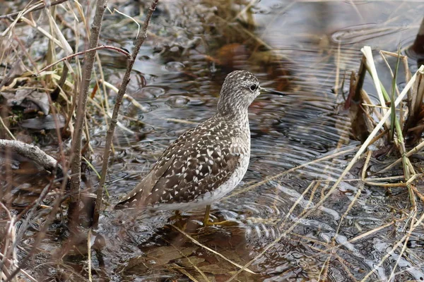 Tringa glareola. Bécasseau de bois parmi l'eau de fonte sur une source — Photo