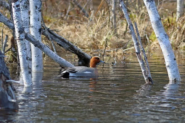 Anas Penelope. Eurasian Wigeon Drake pływa na wiosnę wśród t — Zdjęcie stockowe