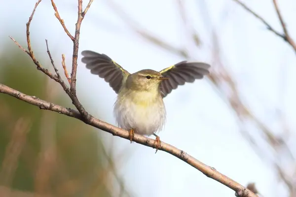 Phylloscopus trochilus. Willow Warbler spring morning waving his — Stockfoto