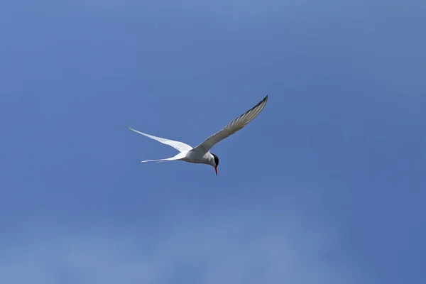 Sterna paradisaea. Arctic Tern em voo contra o céu azul — Fotografia de Stock