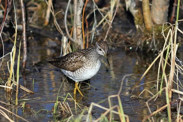 Tringa glareola. Bécasseau en bois au printemps sur la pénine Yamal — Photo