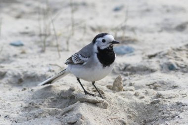 Motacilla alba. Beyaz Wagtail kum üzerinde duruyor