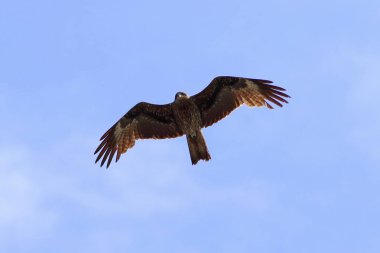 Milvus migrans. Yamal Peninsul gökyüzüne karşı siyah uçurtma