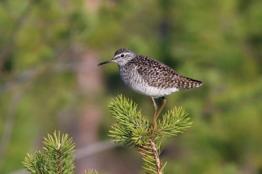 Tringa parlaması. Sabah ışık o bir ağaç üzerinde Ahşap sandpiper