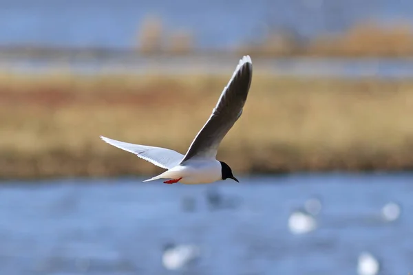 Larus minutus. Pequeña gaviota mientras vuela sobre el lago en el ñame — Foto de Stock