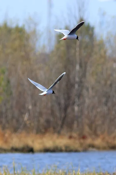 Larus na nás. Dva malí raci při letu nad jezerem na — Stock fotografie