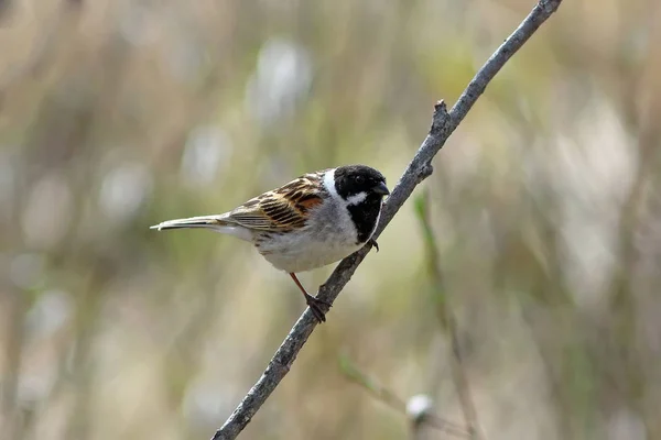 Systematyka w: Szaki Male Northern Reed Bunting na początku lata — Zdjęcie stockowe