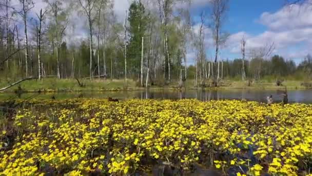 Landscape Blooming Marigold Edge Mixed Forest Northern Siberia — Stock Video