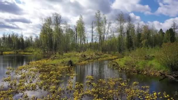 Landscape Blooming Marigold Edge Mixed Forest Northern Siberia — Stock Video