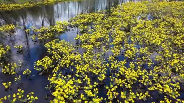 北西伯利亚混交林边缘的盛开的万寿菊景观 — 图库视频影像