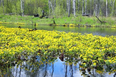 Caltha arctica. Moors arasında çiçek açan kadife çiçeği ile Halı üzerinde