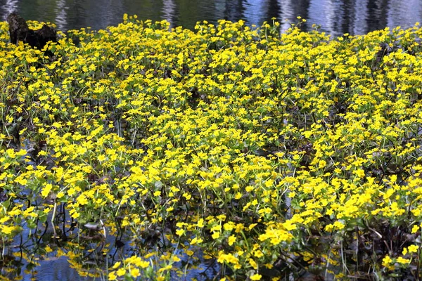 Tapis avec souci fleurissant au début de l'été sur le Yamal Penin — Photo
