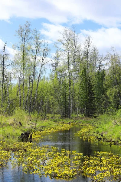 森の池の岸に北極マリーゴールドを咲かせる — ストック写真