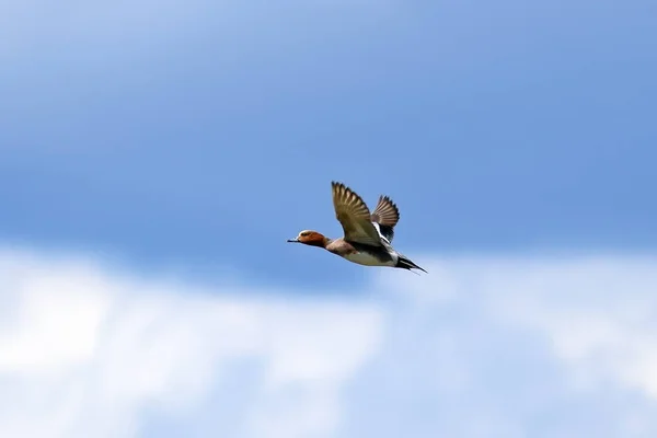 Anas penelope. Avrasya Wigeon Drake Yamal Peninsul üzerinde uçar — Stok fotoğraf
