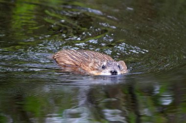 Ondatra zibethicus. Kuzey Sibirya'da suda Muskrat