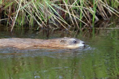 Ondatra zibethicus. Muskrat gölet in kıyısı boyunca yüzüyor