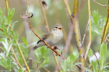 Phylloscopus trochilus. Söğüt Ötleğen yaz günü th arasında şarkı