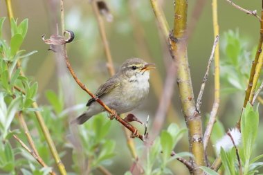 Phylloscopus trochilus. Willow Warbler yaz günü arasında şarkı 
