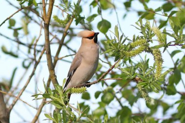 Bombycilla garrulus. Yaprakları arasında dalları üzerinde Waxwings o