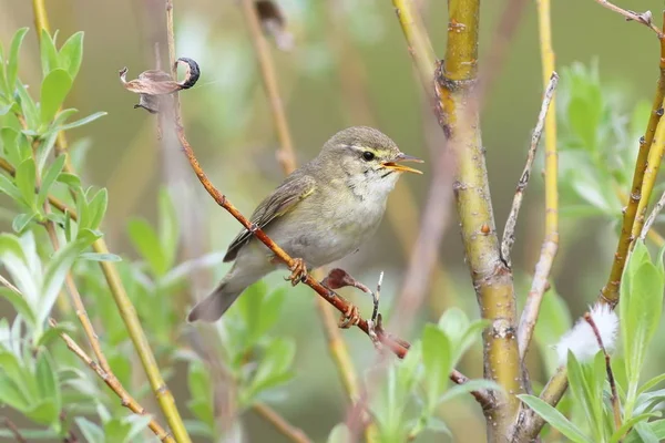 Phylloscopus trochilus. Willow Warbler sitter bland grenarna — Stockfoto