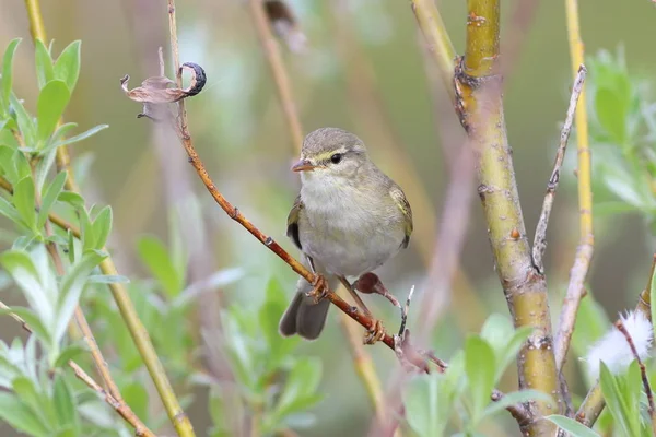 Phylloscopus trochilus. Willow Warbler sentado nos ramos o — Fotografia de Stock