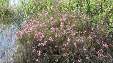 Andromeda polifolia. Batı Sibirya'nın kuzeyinde bataklık biberiye çiçeklenme