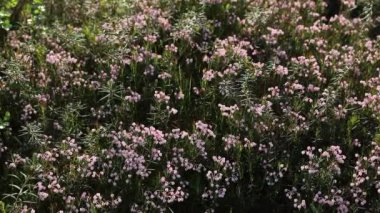 Andromeda polifolia. Batı Sibirya'nın kuzeyinde bataklık biberiye çiçeklenme