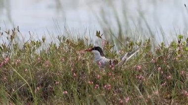 Sterna paradisaea. Kuzey Sibirya'da bataklıkta bir yuvada oturan kutup sumcları
