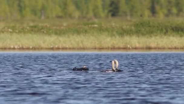 Gavia Arctica Tres Pájaros Del Lomo Ártico Soleado Día Verano — Vídeo de stock