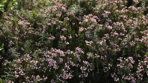 アンドロメダ ポリフォリア西シベリア北部の沼地ローズマリーの開花 — ストック動画