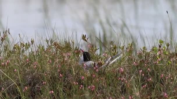 スターナ パラダイスシベリア北部の沼地の巣に座る極地 — ストック動画