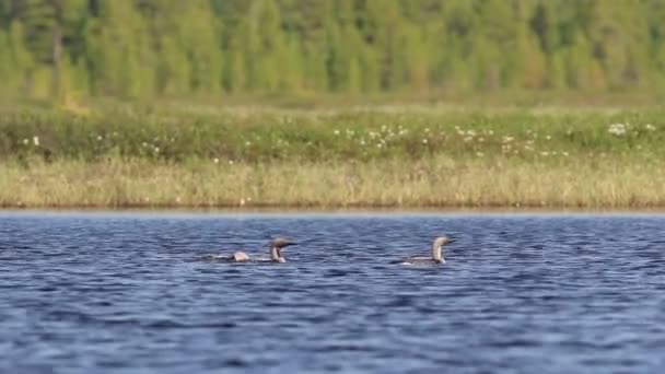 Gavia Arctica Три Арктичних Лун Плавають Серед Тундри Північних Сибіру — стокове відео