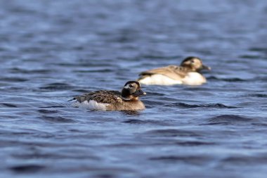 Clangula hyemalis. Dalgalar arasında uzun kuyruklu ördek yakın çekim