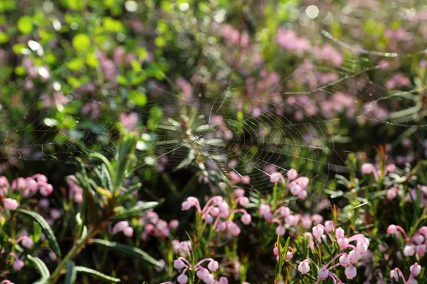 Andromeda polifolia. Blooming of bog rosemary in the North of We — Stock Photo, Image