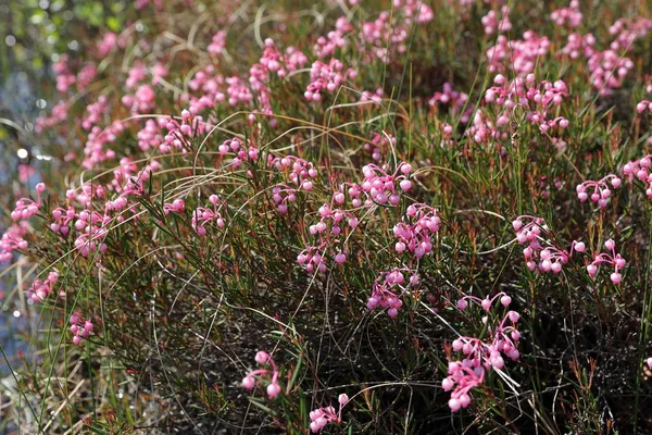 Andromeda polifolia. Y bir yaz gününde Bataklık biberiye çiçekleri — Stok fotoğraf