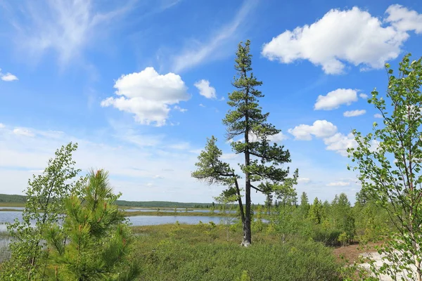 Verano Yamal paisaje con pino siberiano Soleado día de verano —  Fotos de Stock