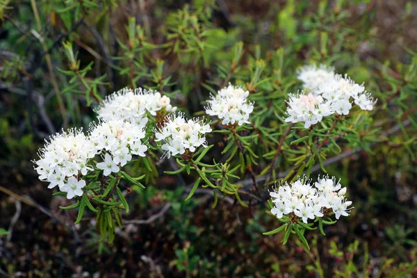 Ledum Palustre. Tè di palude fiorisce nella tundra di Yamal — Foto Stock