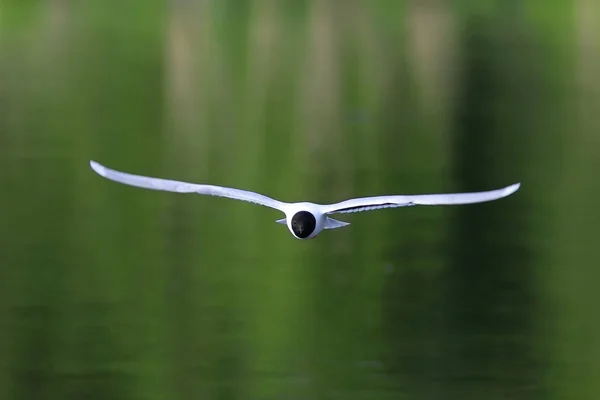Larus minutus. Little Gull em voo com asas abertas — Fotografia de Stock