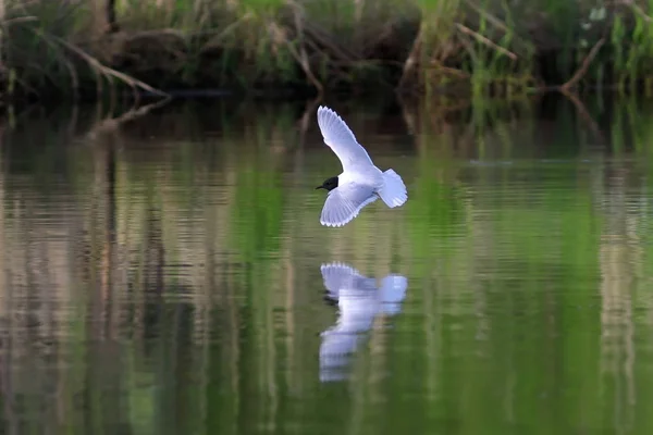 Larus minutus. Little Gull em voo é refletido no lago — Fotografia de Stock