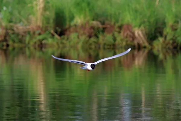 小鸥在亚马尔半岛的水面上飞翔 — 图库照片