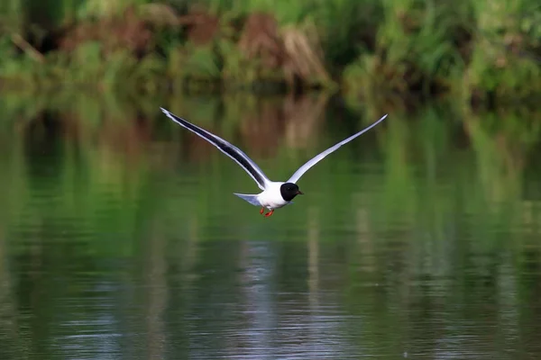 Larus minutus. Küçük Martı Yamal Pe üzerinde su üzerinde uçan — Stok fotoğraf