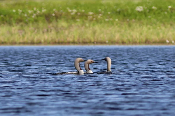 Gavia Tidy. Tři ptáci arktický Loon v létě na Jamalově PE — Stock fotografie