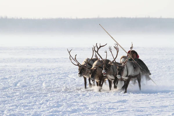 Nenets hombre lleva un reno trineo su familia entre la nieve-c — Foto de Stock