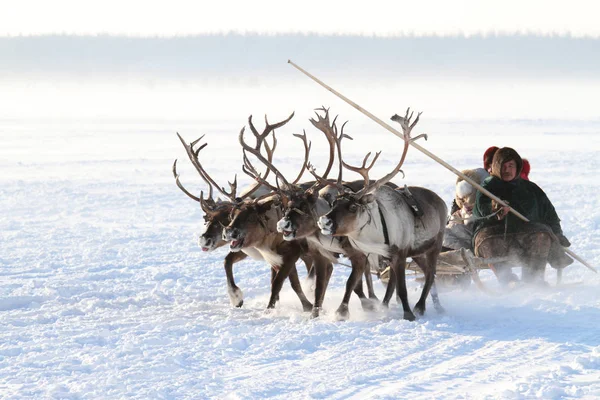 Ненецкий человек несет олени сани своей семьи на зиму tu — стоковое фото