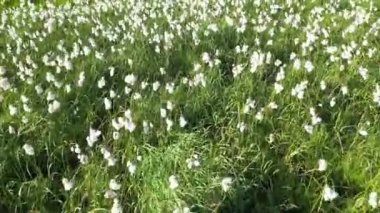 Eriophorum polistaşonu. Pamuk otu batı Sibirya'nın kuzeyinde yaz aylarında bir bataklık üzerinde