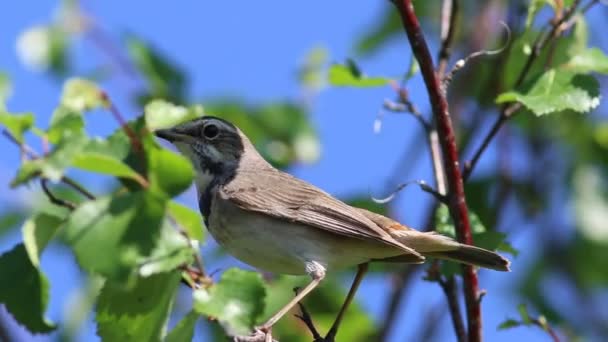 Luscinia svecica pallidogularis. La femelle Bluethroat assise sur une branche en Sibérie 