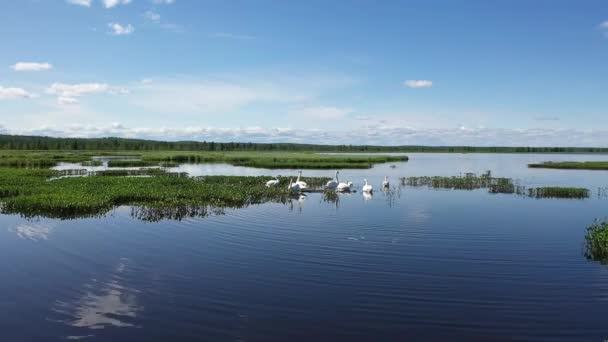 Family Adult Mute Swans Swims Polar Region Yamal Russia — Stock Video