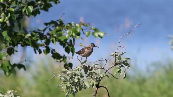 Tringa Glareola Sandpiper Legno Estate Tra Boscaglie Costiere Della Siberia — Video Stock