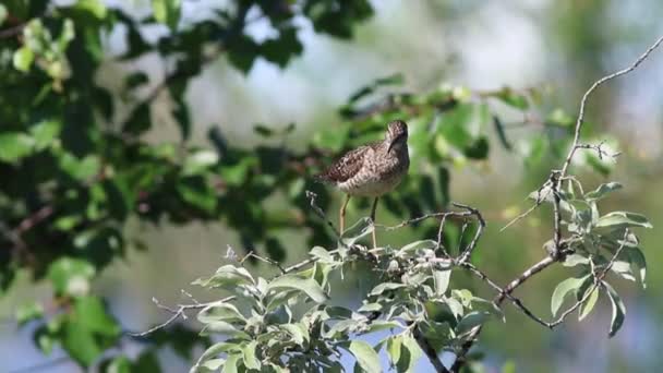 Tringa Glareola Wood Sandpiper Vértes Ágak Egy Fűzfa Szibériában — Stock videók