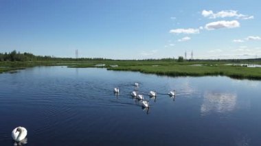 Rusya'da yamal kutup bölgesinde yetişkin dilsiz kuğu bir aile yüzer